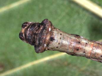  Chenille de Plagodis dolabraria L. - �Philippe Mothiron