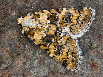 Bryophila domestica Hfn. adulte - �Daniel Morel