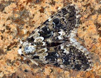 Bryophila domestica Hfn. adulte - �Daniel Morel