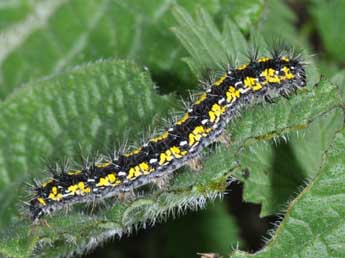  Chenille de Callimorpha dominula L. - �Philippe Mothiron