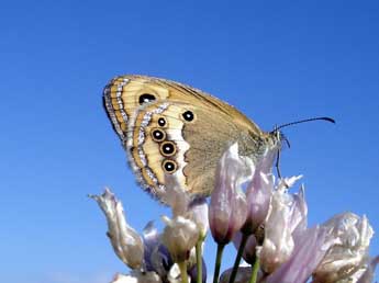 Coenonympha dorus Esp. adulte - �Jean-Pierre Arnaud