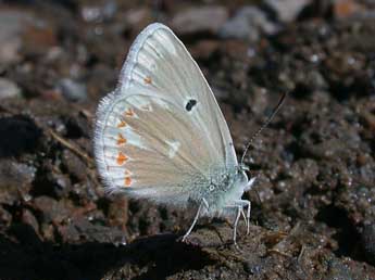Polyommatus dorylas D. & S. adulte - �Philippe Mothiron