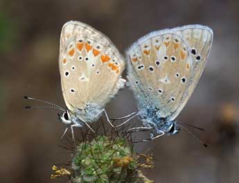 Polyommatus dorylas D. & S. adulte - �Tristan Lafranchis