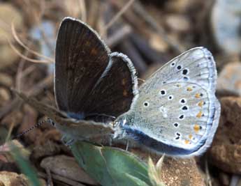 Polyommatus dorylas D. & S. adulte - �Tristan Lafranchis