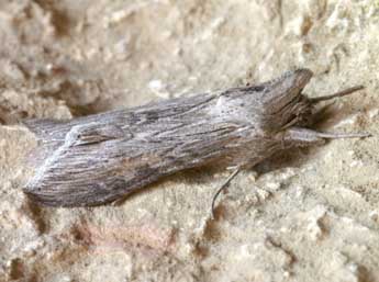 Cucullia dracunculi Hb. adulte - �Lionel Taurand