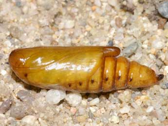  Chrysalide de Cucullia dracunculi Hb. - �Lionel Taurand