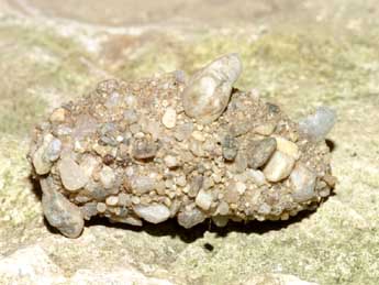  Chrysalide de Cucullia dracunculi Hb. - �Lionel Taurand