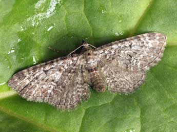 Eupithecia druentiata Dietze adulte - �Daniel Morel