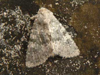 Polymixis dubia Dup. adulte - �Olivier Pineau