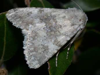 Polymixis dubia Dup. adulte - �Philippe Mothiron