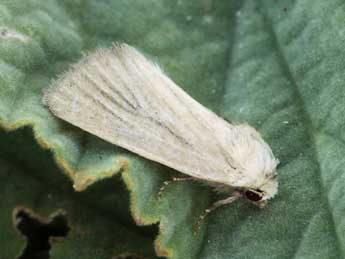 Photedes dulcis Obth. adulte - �Daniel Morel