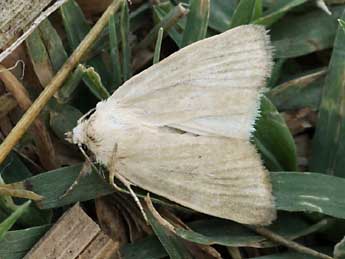 Photedes dulcis Obth. adulte - �Daniel Morel