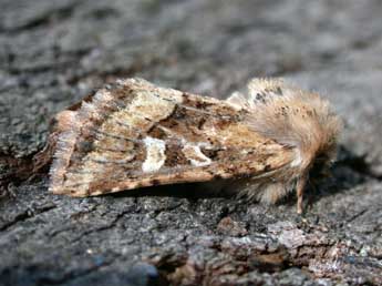 Luperina dumerilii Dup. adulte - �Philippe Mothiron