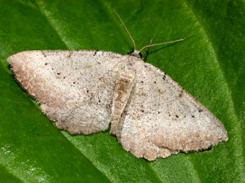 Odontognophos dumetata Tr. adulte - �Philippe Mothiron