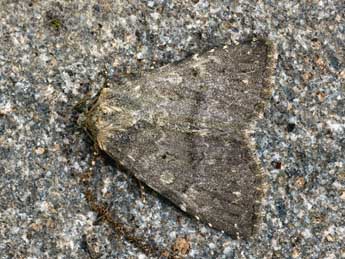 Heterophysa dumetorum Gey. adulte - �Daniel Morel