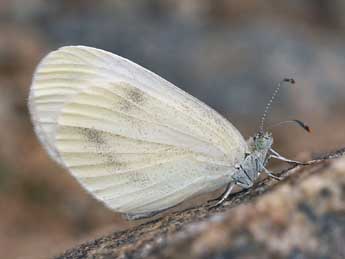 Leptidea duponcheli Stgr adulte - �Daniel Morel