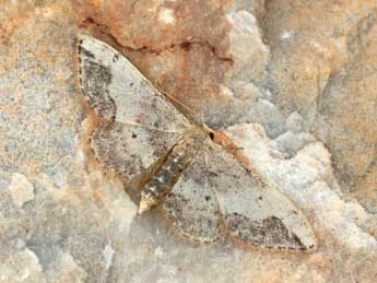 Idaea efflorata Z. adulte - �Daniel Morel