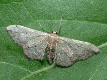 Idaea efflorata Z. adulte - �Philippe Mothiron