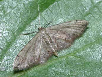Idaea efflorata Z. adulte - �Philippe Mothiron