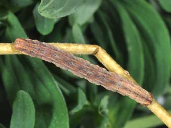  Chenille de Aplocera efformata Gn. - �Philippe Mothiron