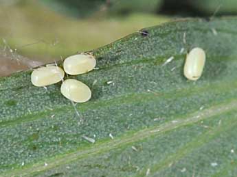  Oeuf de Aplocera efformata Gn. - �Philippe Mothiron