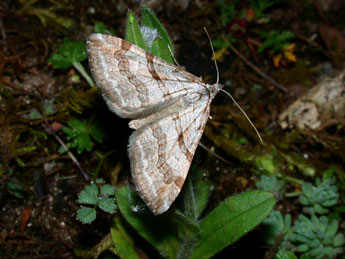 Aplocera efformata Gn. adulte - �Philippe Mothiron