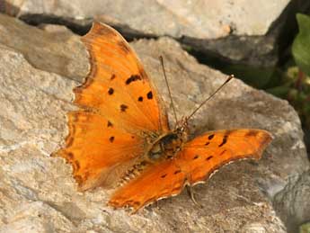 Polygonia egea Cr. adulte - �Daniel Morel