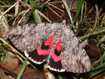 Catocala electa Vieweg adulte - �Philippe Mothiron