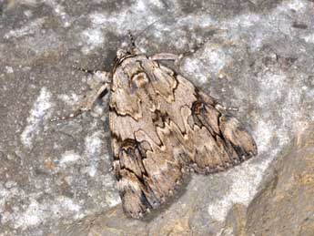 Catocala electa Vieweg adulte - �Philippe Mothiron