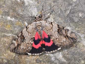 Catocala electa Vieweg adulte - �Philippe Mothiron