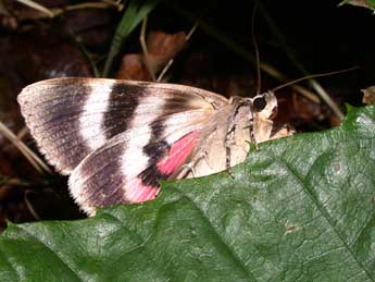 Catocala electa Vieweg adulte - �Philippe Mothiron