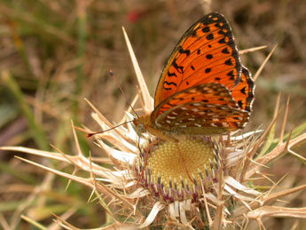 &copy;Philippe Mothiron. Fabriciana elisa God.