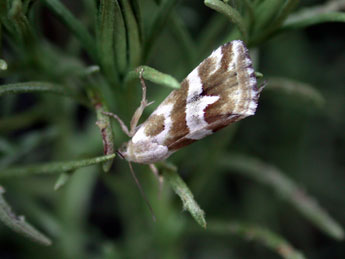 Eublemma elychrysi Rbr adulte - �Philippe Mothiron