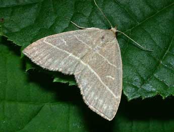 Trisateles emortualis D. & S. adulte - �Philippe Mothiron