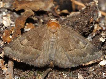 Anthracia ephialtes Hb. adulte - �Fr�d�ric Billi