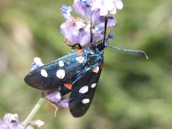 Zygaena ephialtes L. adulte - �Fran�ois Fournier