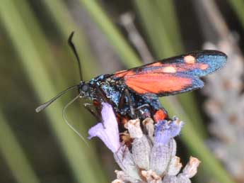 Zygaena ephialtes L. adulte - �Philippe Mothiron