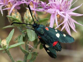 Zygaena ephialtes L. adulte - �Daniel Morel