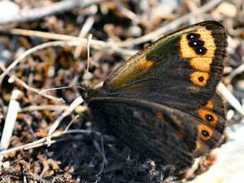 Erebia epistygne Hb. adulte - �Daniel Morel