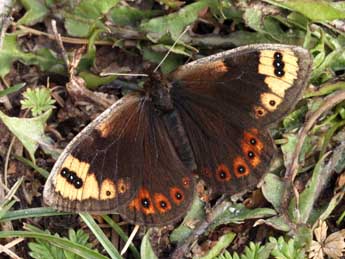 Erebia epistygne Hb. adulte - �Daniel Morel