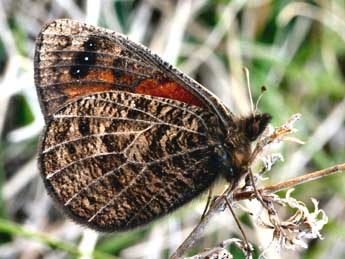 Erebia epistygne Hb. adulte - �Daniel Morel