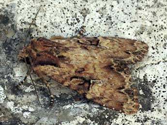 Apamea epomidion Hw. adulte - �Daniel Morel