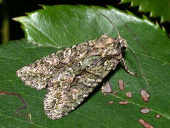 Dryobotodes eremita F. adulte - �Philippe Mothiron