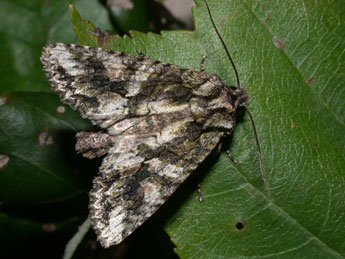 Dryobotodes eremita F. adulte - �Philippe Mothiron