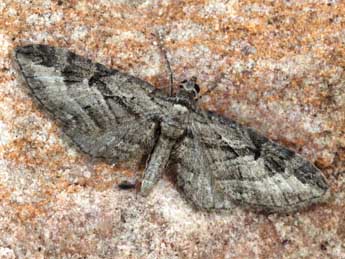 Eupithecia ericeata Rbr adulte - �Daniel Morel