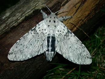 Cerura erminea Esp. adulte - �Philippe Mothiron