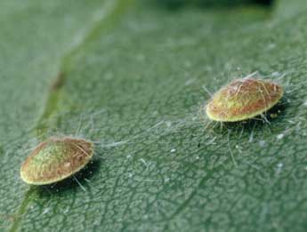 Cerura erminea Esp. adulte - �Philippe Mothiron