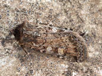 Euxoa eruta Gey. adulte - �Daniel Morel