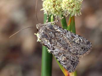 Euxoa eruta Gey. adulte - �Daniel Morel