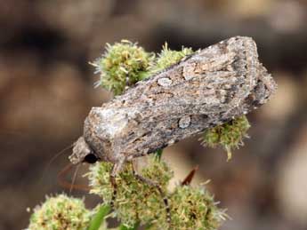 Euxoa eruta Gey. adulte - �Daniel Morel